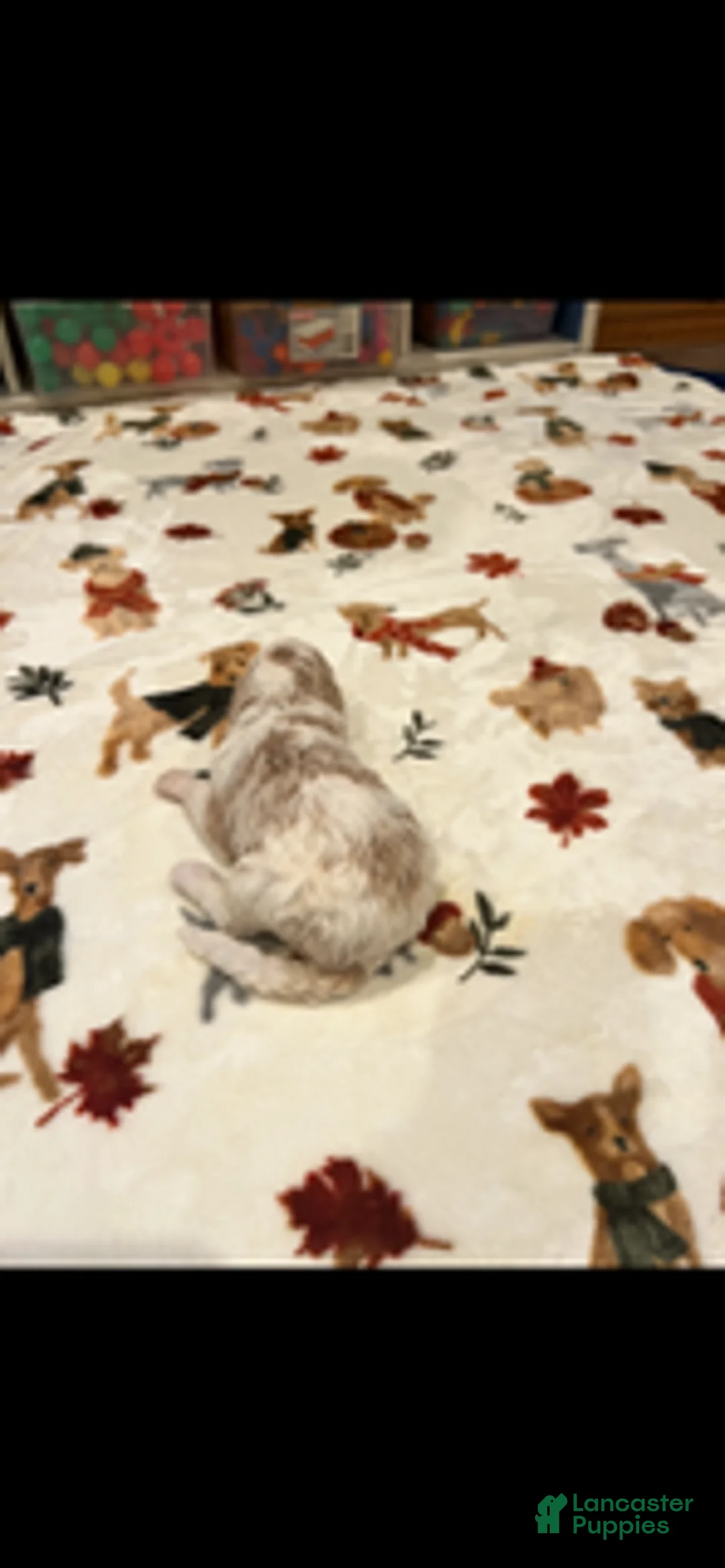Bernedoodle dogs for sale: Black Collar - Ad 4