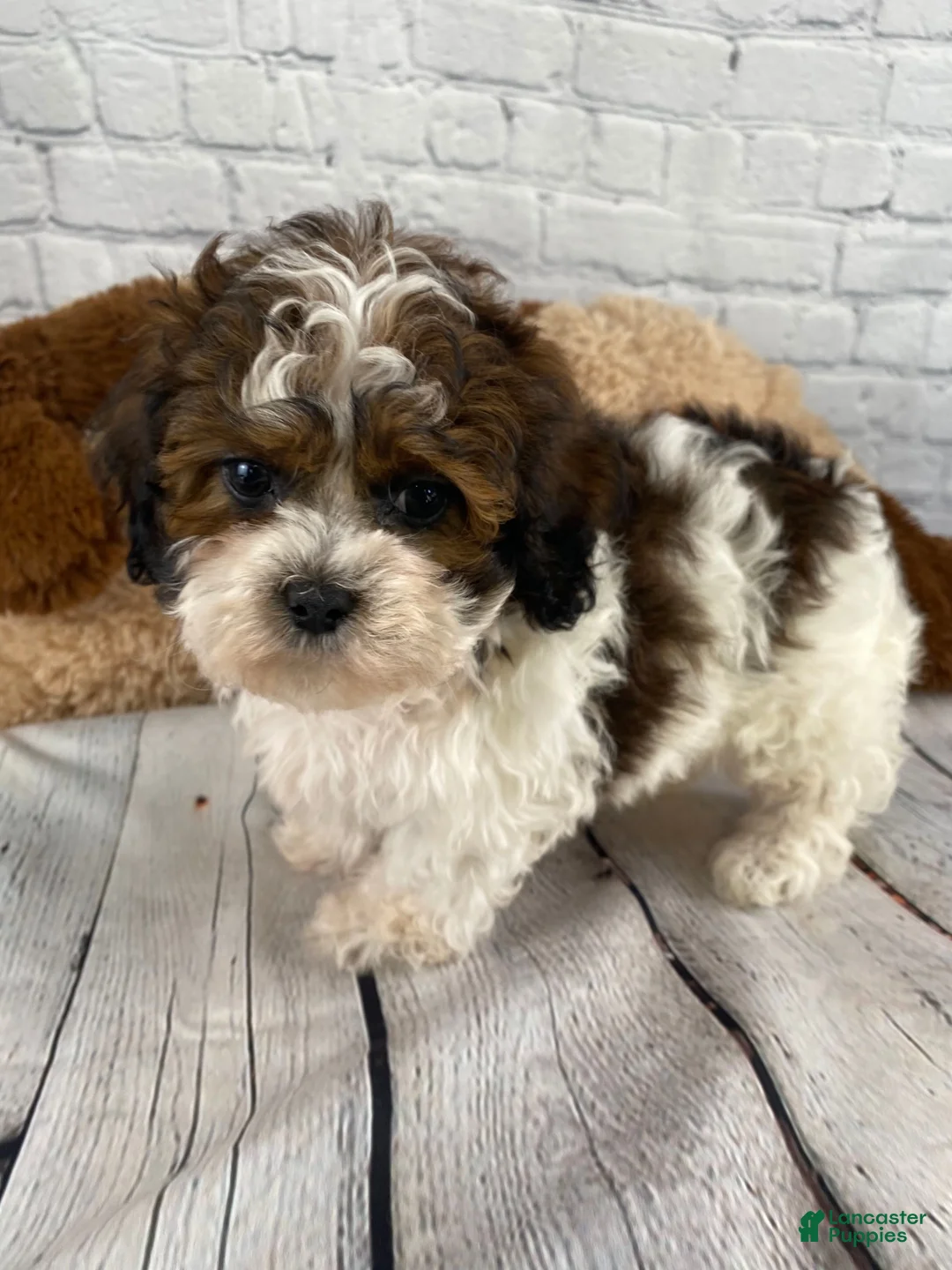 Shihpoo dogs for sale: Rocky - Ad 12