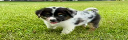 Miniature Australian Shepherd dogs for sale: Dixi- Miniature Australian Shepherd  - Ad 6