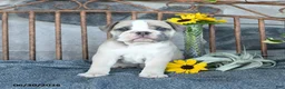 English Bulldog dogs for sale: Violet - Ad 3
