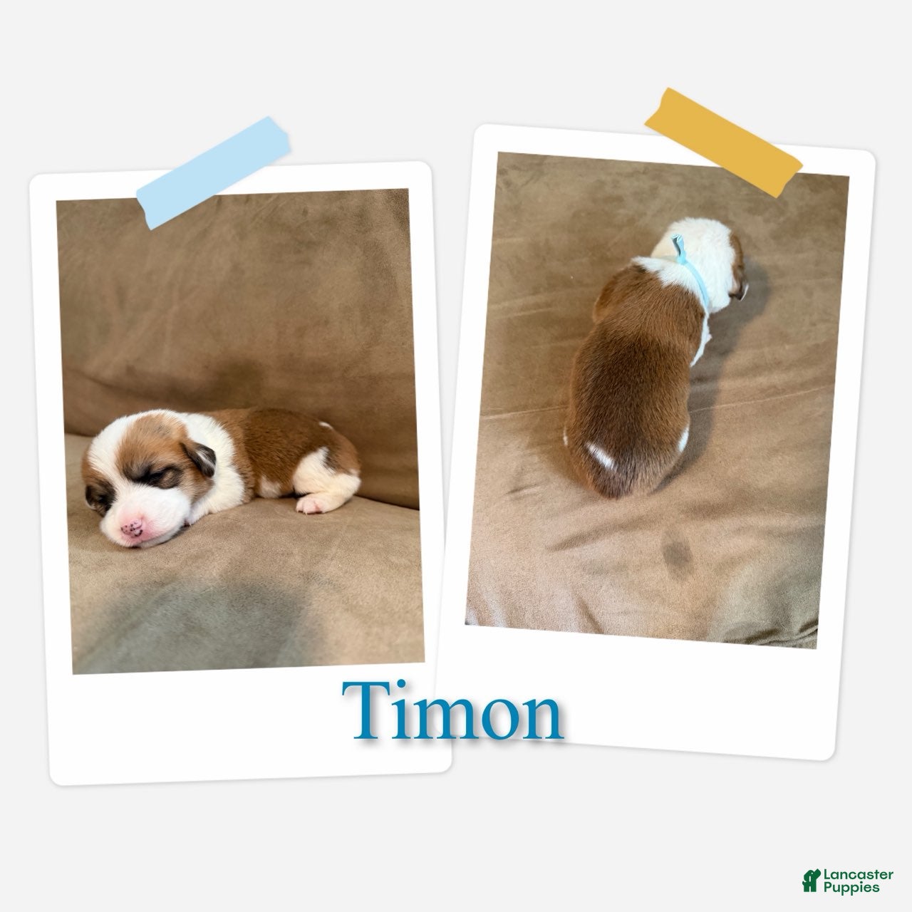Timon