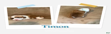 Timon