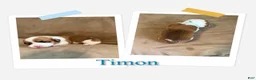 Welsh Corgi Pembroke dogs for sale: Timon - Ad 1