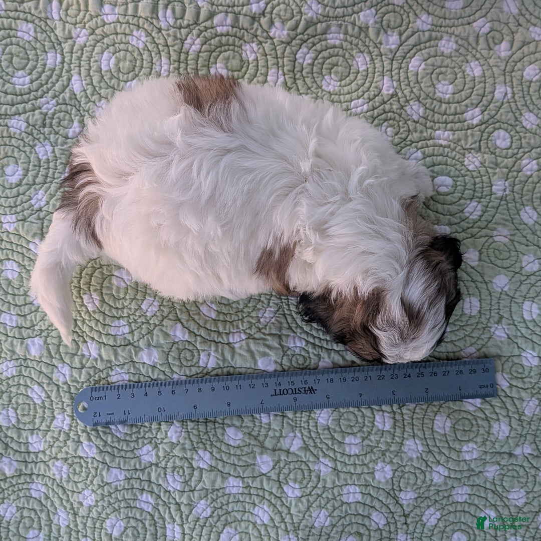 Teddy Bear dogs for sale: Nimbus - Ad 9