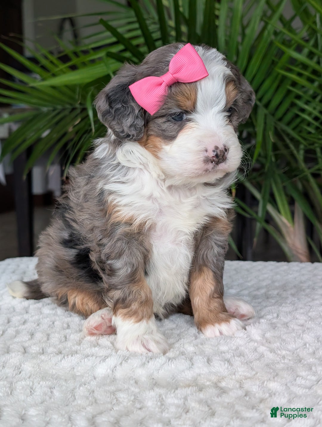 Mini Bernedoodle dogs for sale: Mini Emmie  - Ad 14