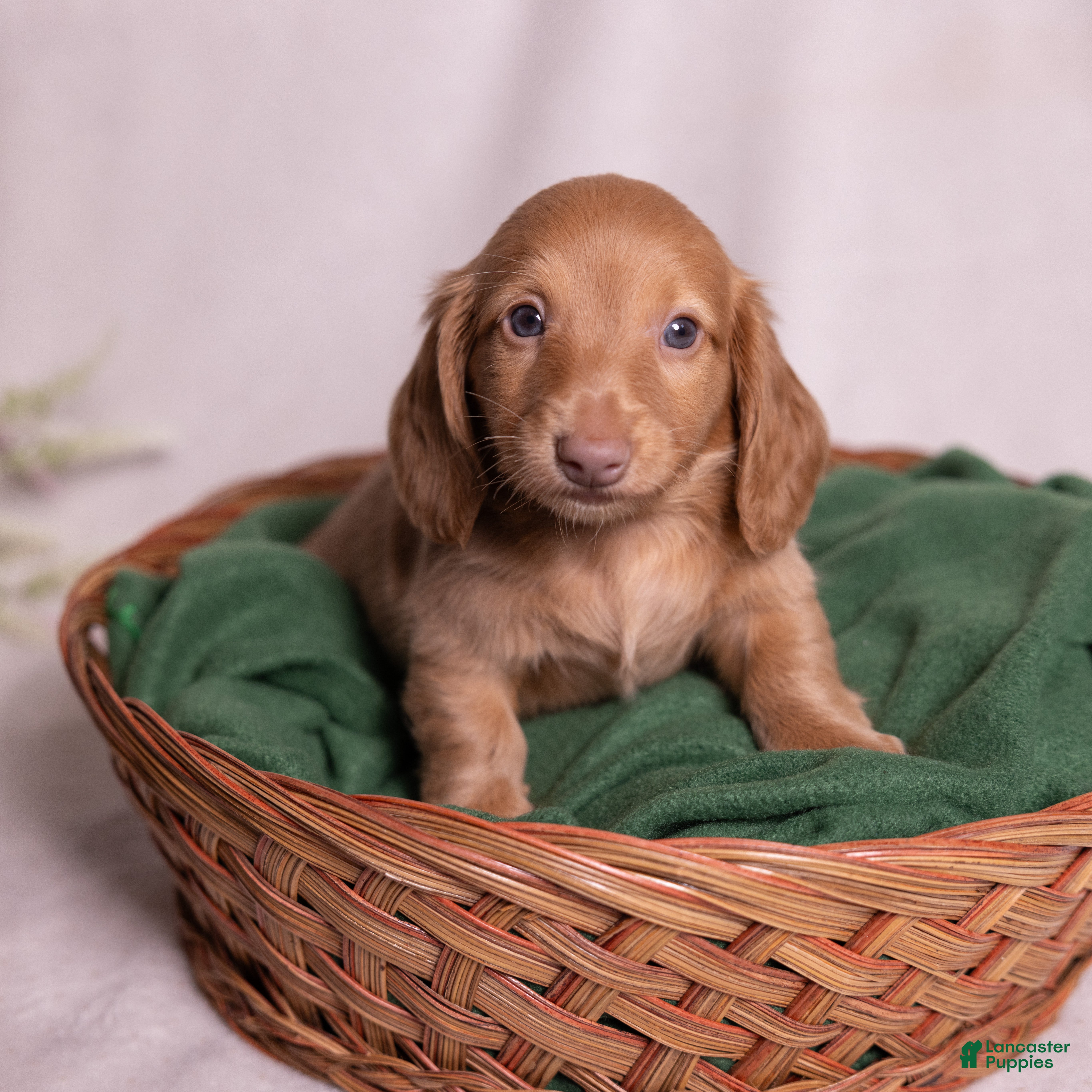 Miniature Dachshund dogs Peanut - Ad 2