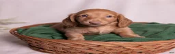 Miniature Dachshund dogs for sale: Peanut - Ad 13