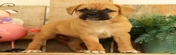 Puggle dogs for sale: Brandy - Ad 1