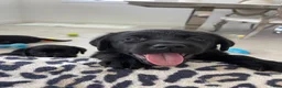 Labrador Retriever dogs for sale: Labrador Retriever 2 Honey  - Ad 2