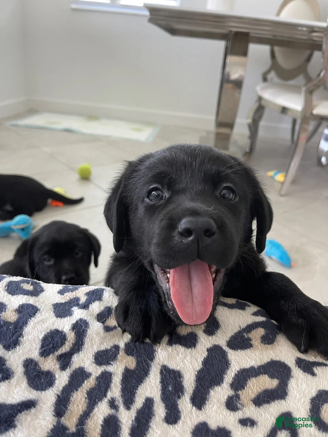 Labrador Retriever dogs for sale: Labrador Retriever 2 Honey  - Ad 2
