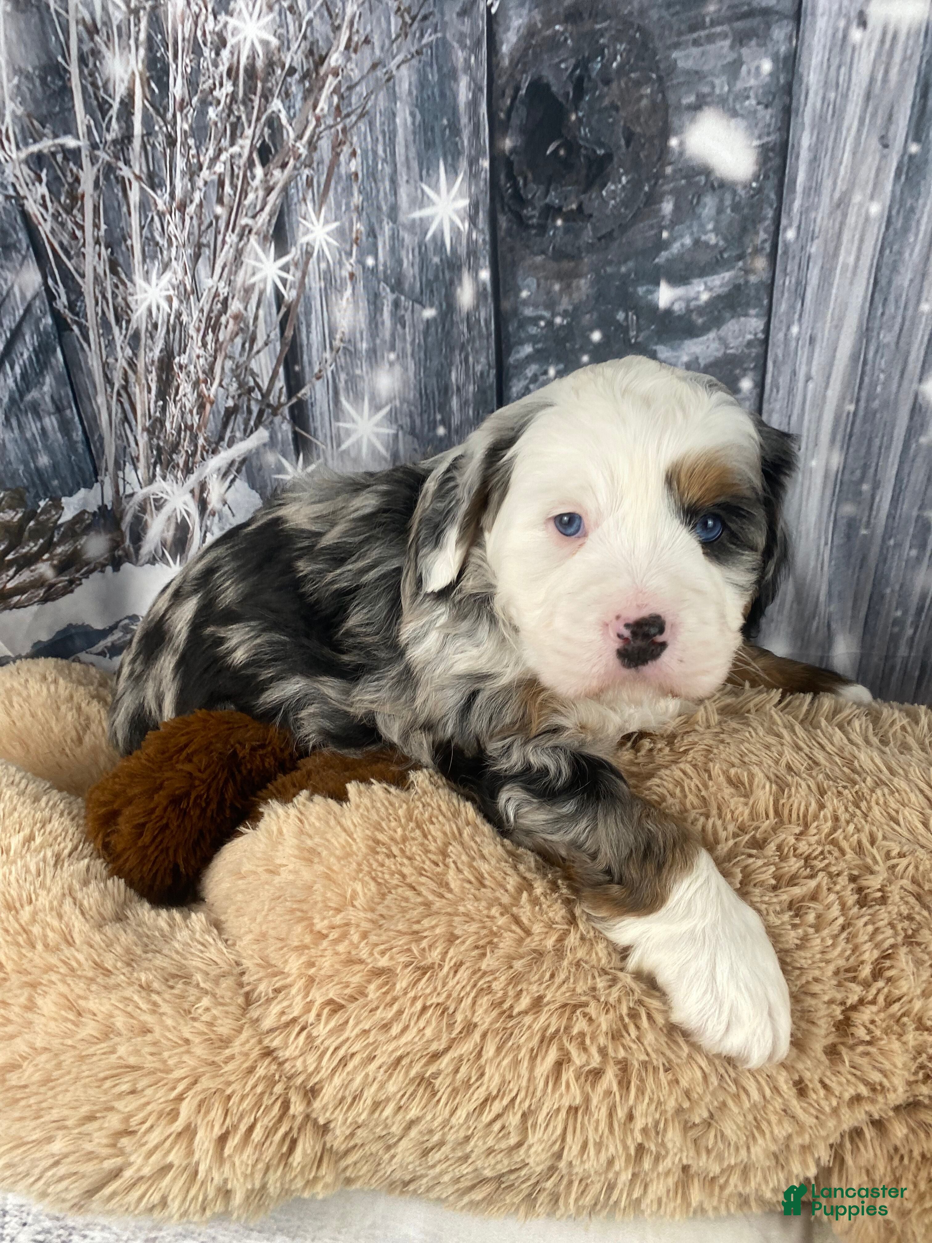 Mini Bernedoodle dogs Rubio - Ad 2