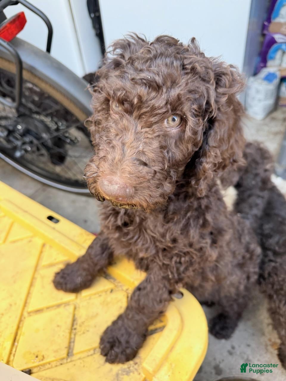 Standard Poodle dogs Standard Poodle Puppy 7 - Ad 1