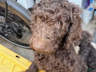 Standard Poodle dogs for sale: Standard Poodle Puppy 7 - Ad 1