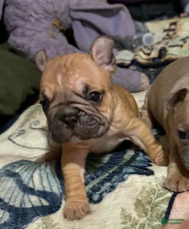 Mixed Breed dogs Mixed Breed Puppy 6 - Ad 41