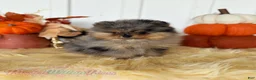 Pomeranian dogs for sale: Little Neptune - Ad 3