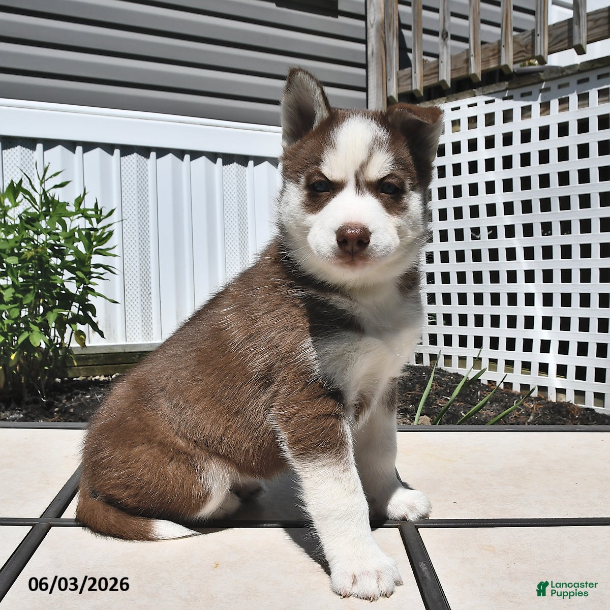 Siberian Husky dogs for sale: Candy - Ad 5