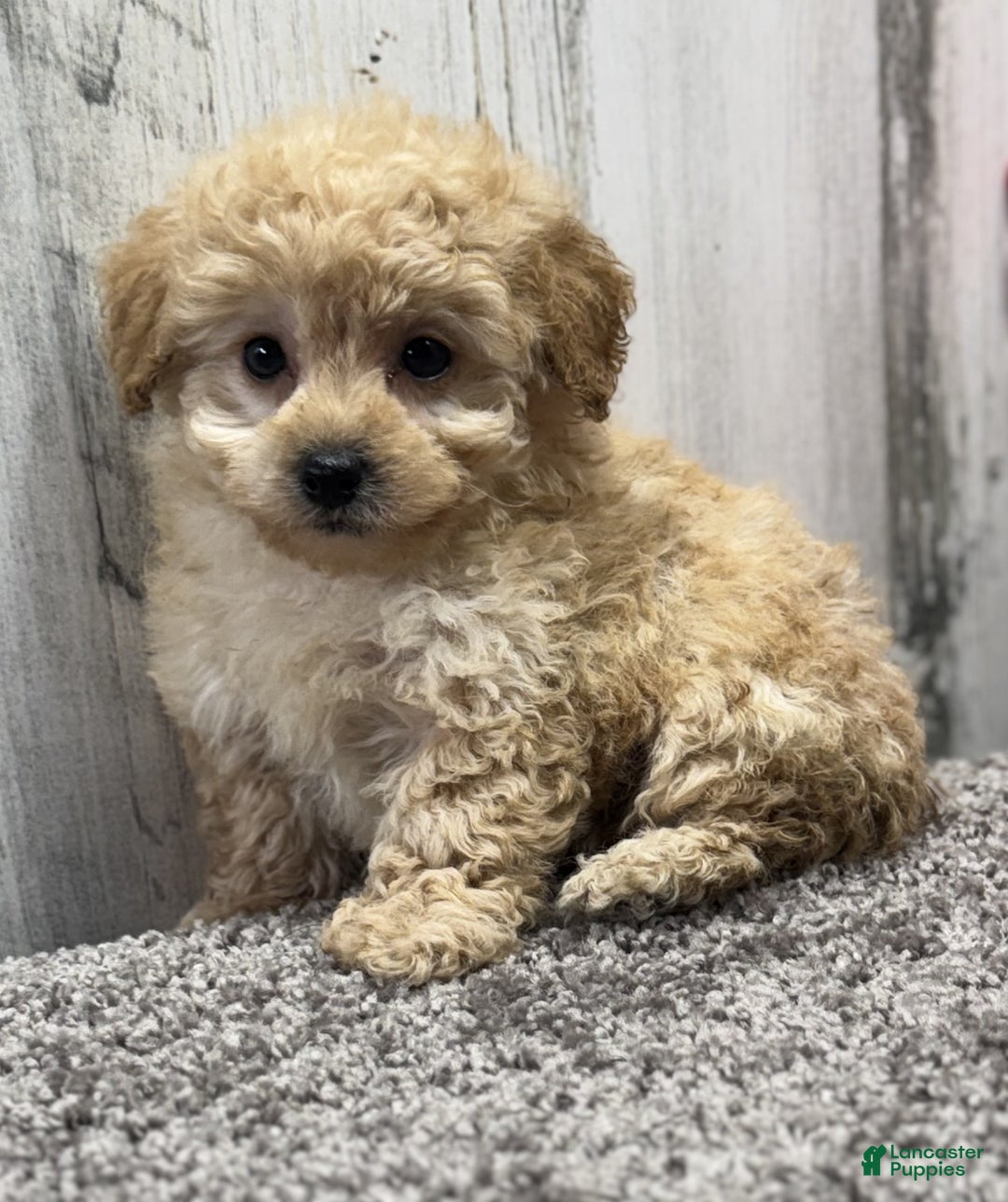 Miniature Poodle dogs for sale: Cookie - Ad 6