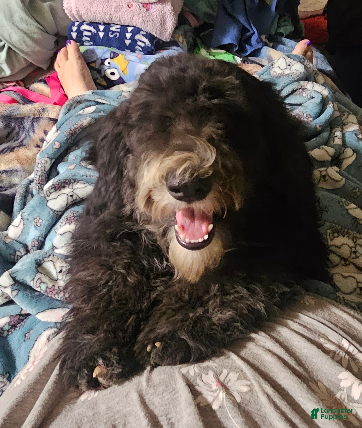 Sheepadoodle dogs Bella - Ad 30