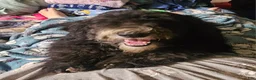 Sheepadoodle dogs for sale: Bella - Ad 1