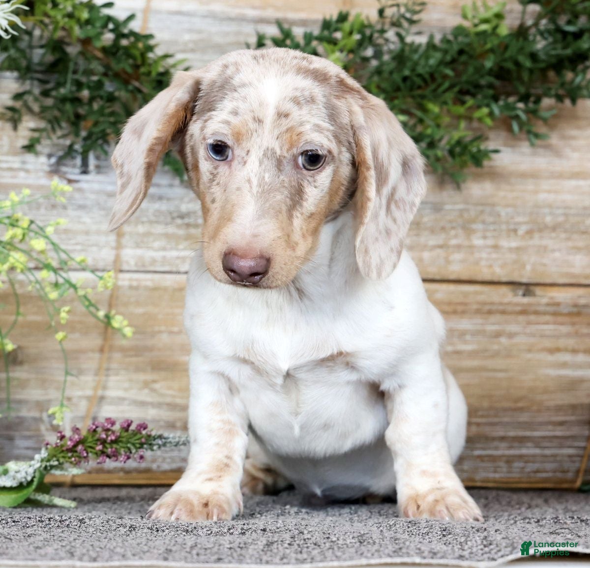 Miniature Dachshund dogs for sale: Don - Ad 3
