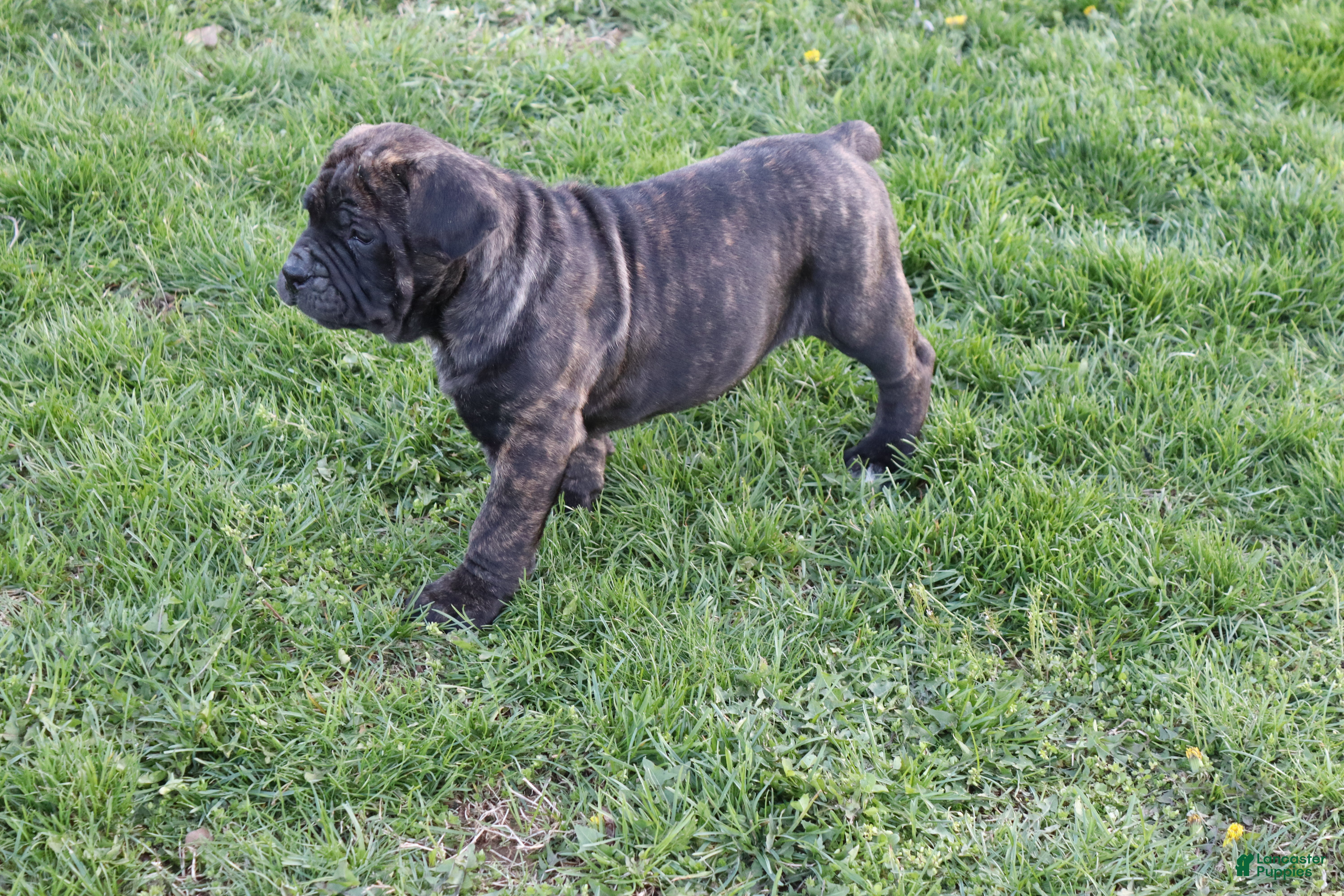 Cane Corso dogs Brian - Ad 1