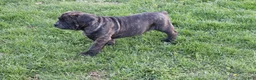 Cane Corso dogs for sale: Brian - Ad 1