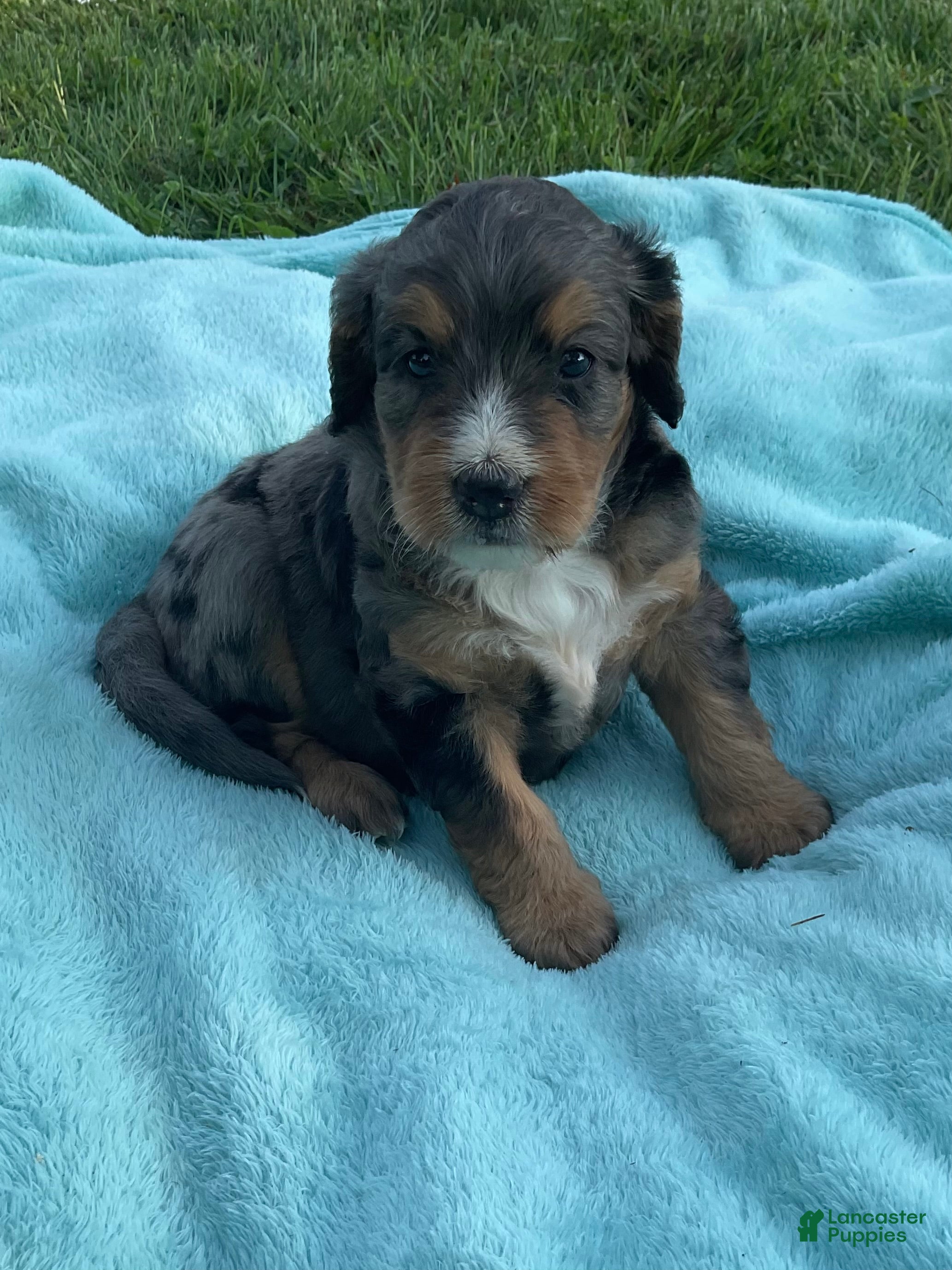 Mini Bernedoodle dogs Rosco - Ad 1