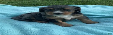 Rosco