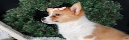 Welsh Corgi Pembroke dogs for sale: Iris - Ad 15