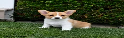 Welsh Corgi Pembroke dogs for sale: Pearl - Ad 5