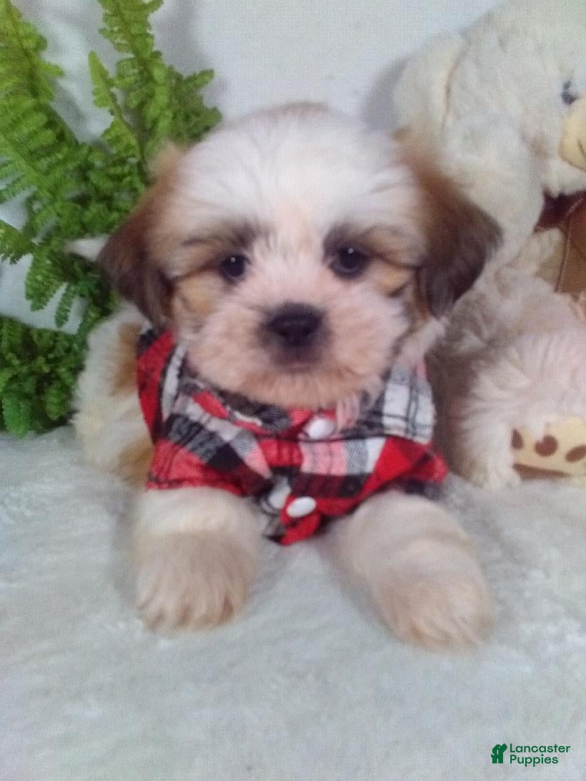 Shih Tzu dogs Paws - Ad 2