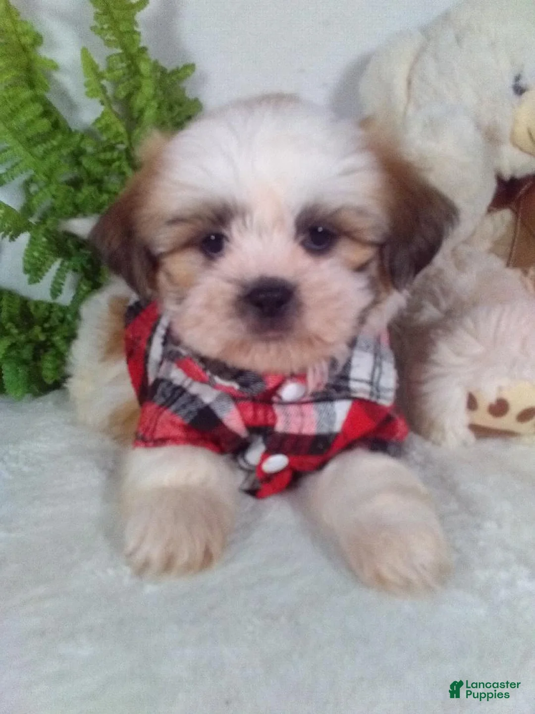 Shih Tzu dogs for sale: Paws - Ad 2