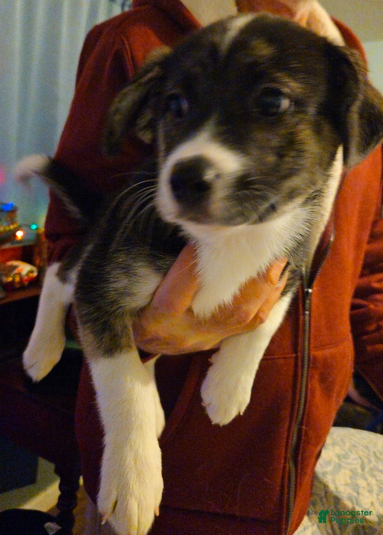 Mixed Breed dogs Prescilla - Ad 42