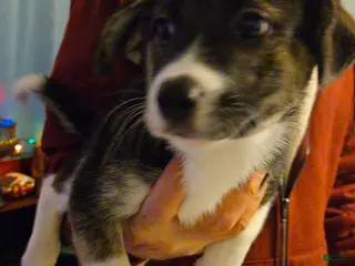 Mixed Breed dogs Prescilla - Ad 38