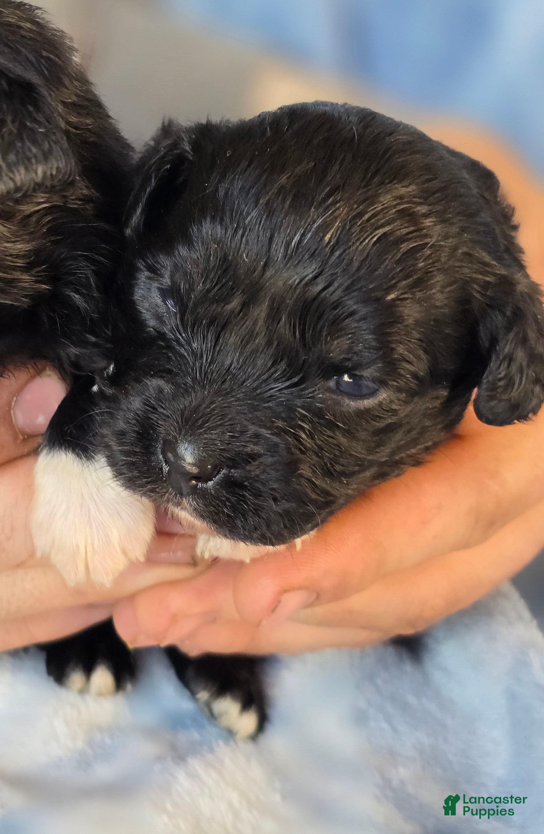 Mixed Breed dogs Paula - Ad 38