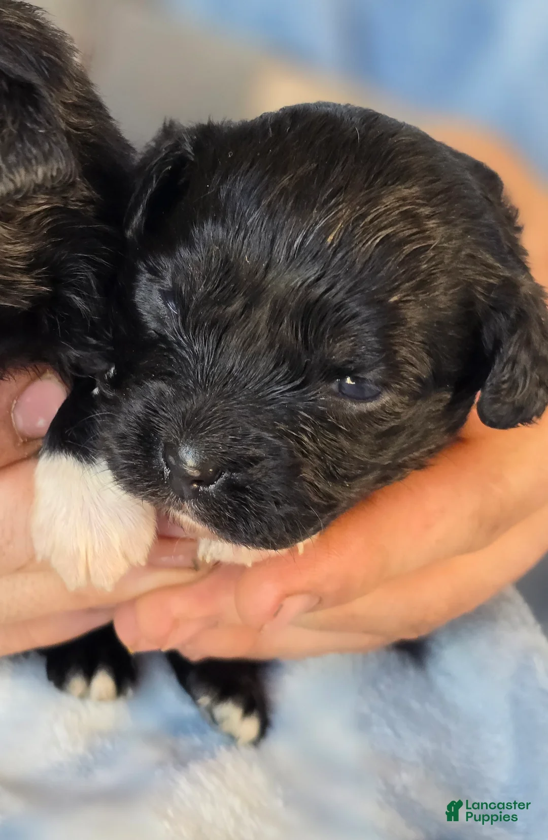 Mixed Breed dogs for sale: Paula - Ad 1