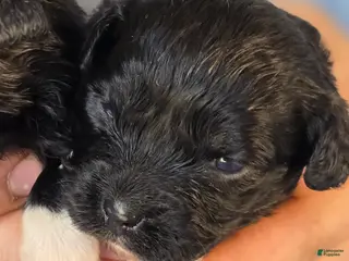 Mixed Breed dogs Paula - Ad 38