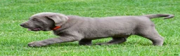 Labrador Retriever dogs for sale: Skittles - Ad 12