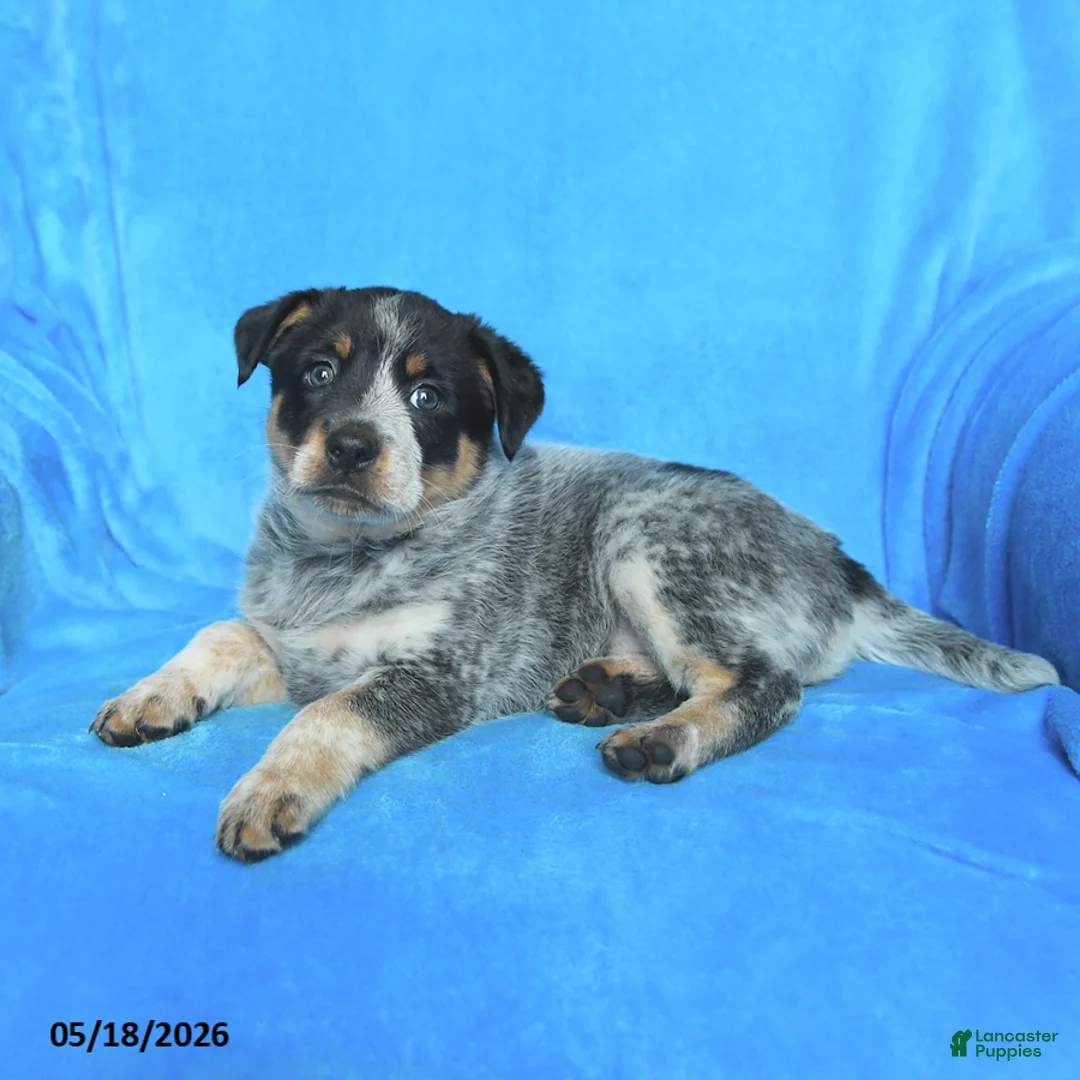 Australian Cattle Dog dogs for sale: Elizabeth - Ad 2