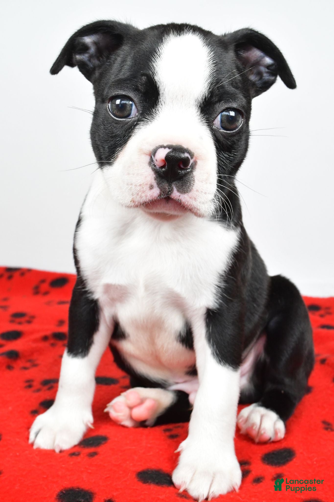 Boston Terrier dogs Charles - Ad 1