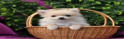 Pomeranian dogs for sale: Rosie Extra Small - Ad 3