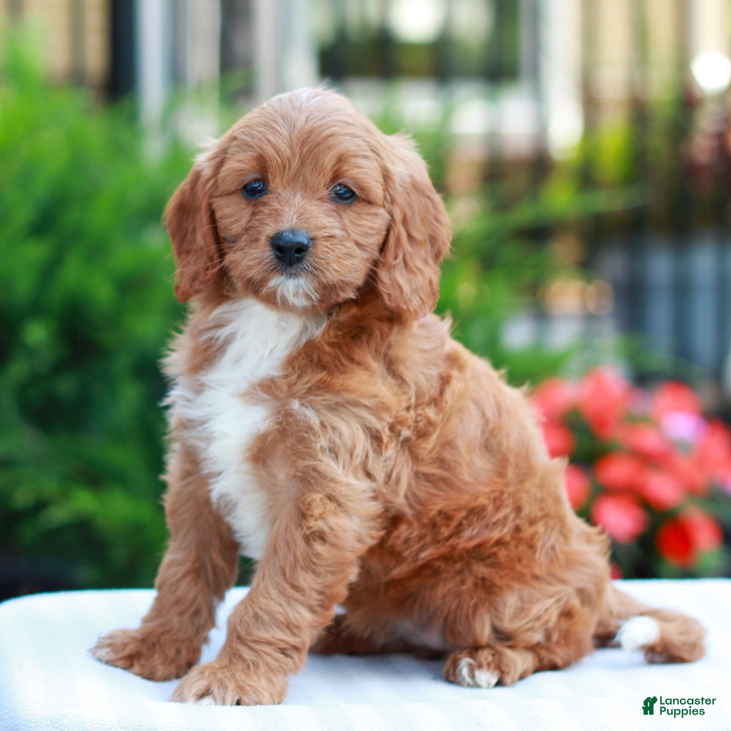 Cavapoo dogs Esther  - Ad 2