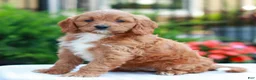 Cavapoo dogs for sale: Esther  - Ad 2