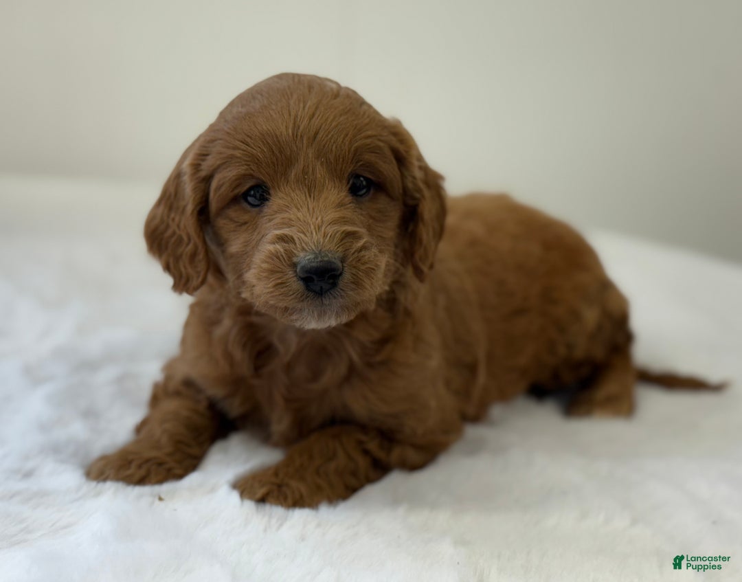 Mini Goldendoodle dogs for sale: Sage - Ad 9