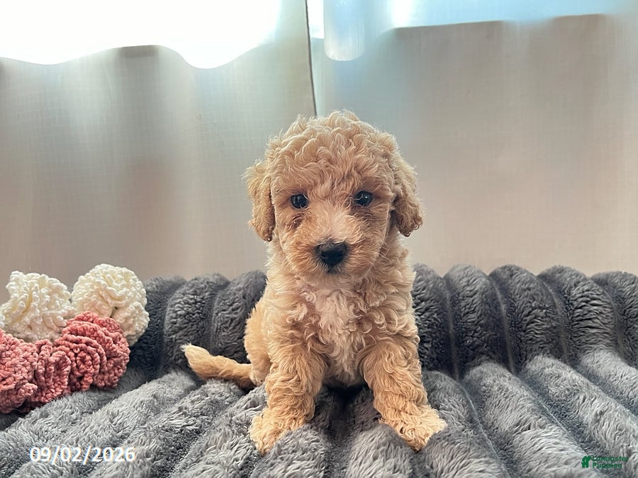 Miniature Poodle dogs Tubby - Ad 2