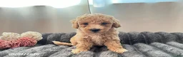Miniature Poodle dogs for sale: Tubby - Ad 2
