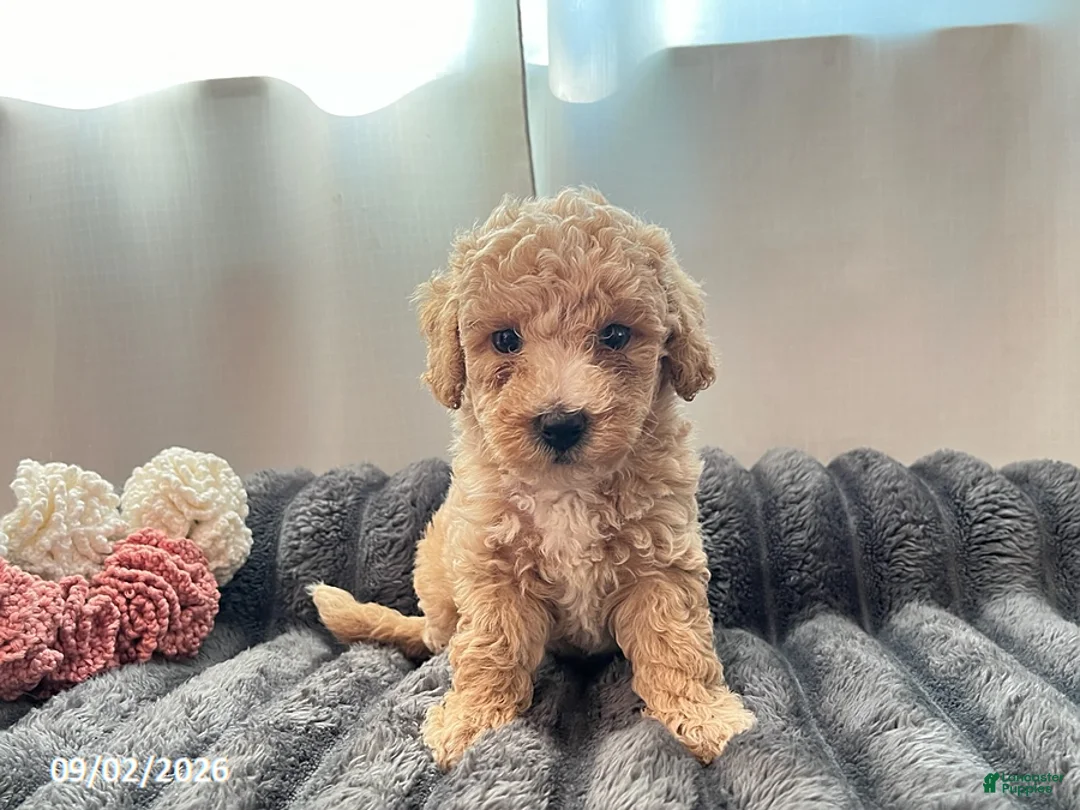 Miniature Poodle dogs for sale: Tubby - Ad 2