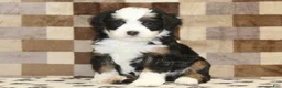 Mini Bernedoodle dogs for sale: Lucky - Ad 3