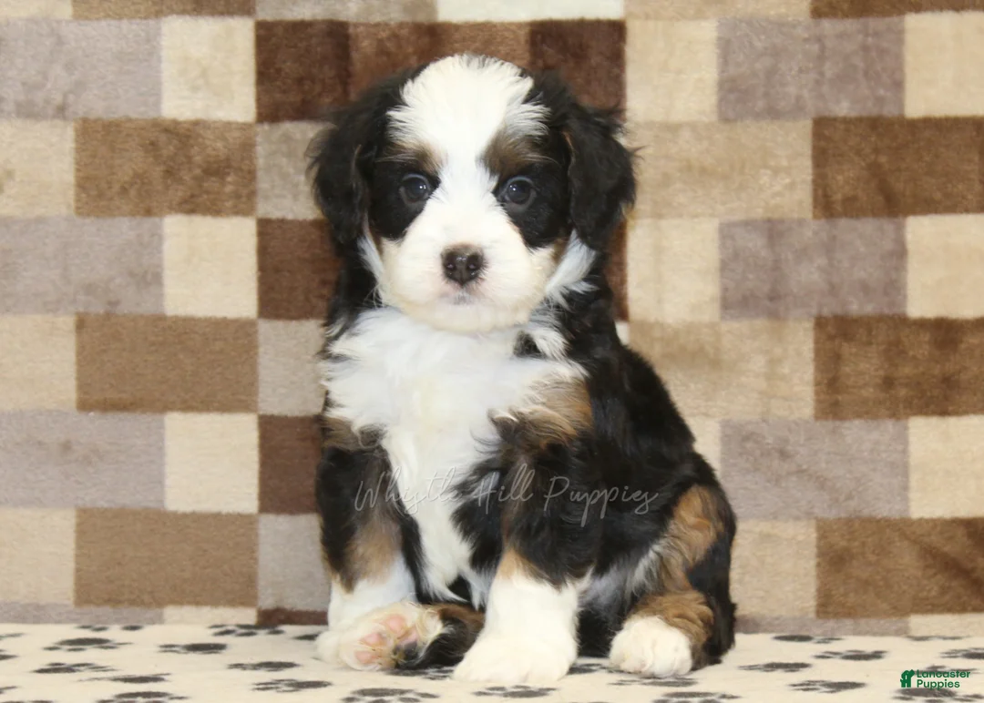 Mini Bernedoodle dogs for sale: Lucky - Ad 3
