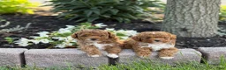 Toy Poodle dogs for sale: Pepsi - Ad 14